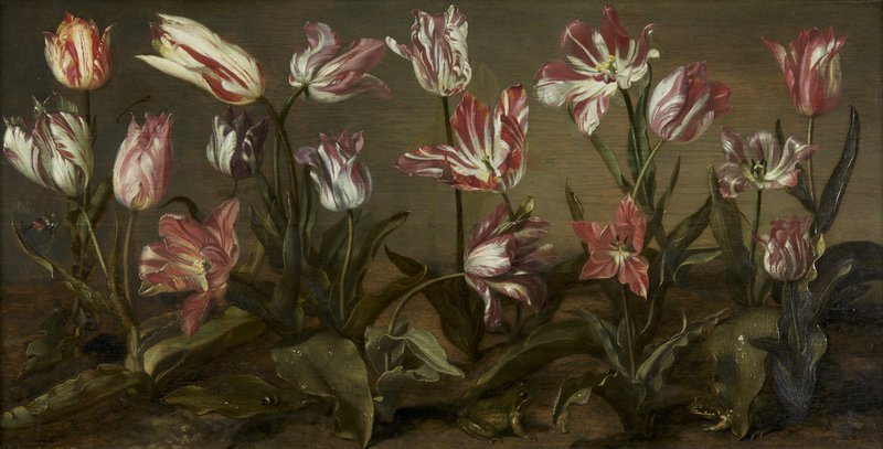 Jacob Gerritsz. Cuyp, Tulpenbed