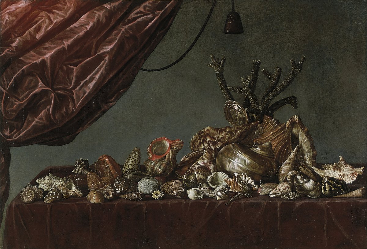 Abraham Susenier - Stilleven met schelpen - 1659