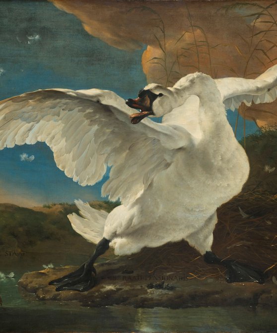 Jan Asselijn - De bedreigde zwaan - ca. 1650