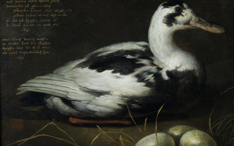 Aelbert Cuyp, Portret van de eend Sijctghen