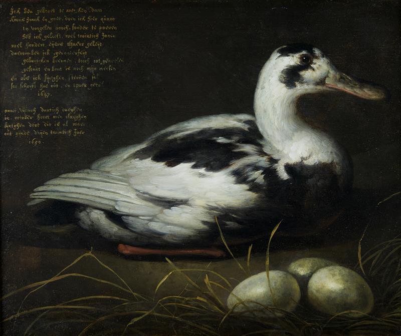 Aelbert Cuyp, Portret van de eend Sijctghen