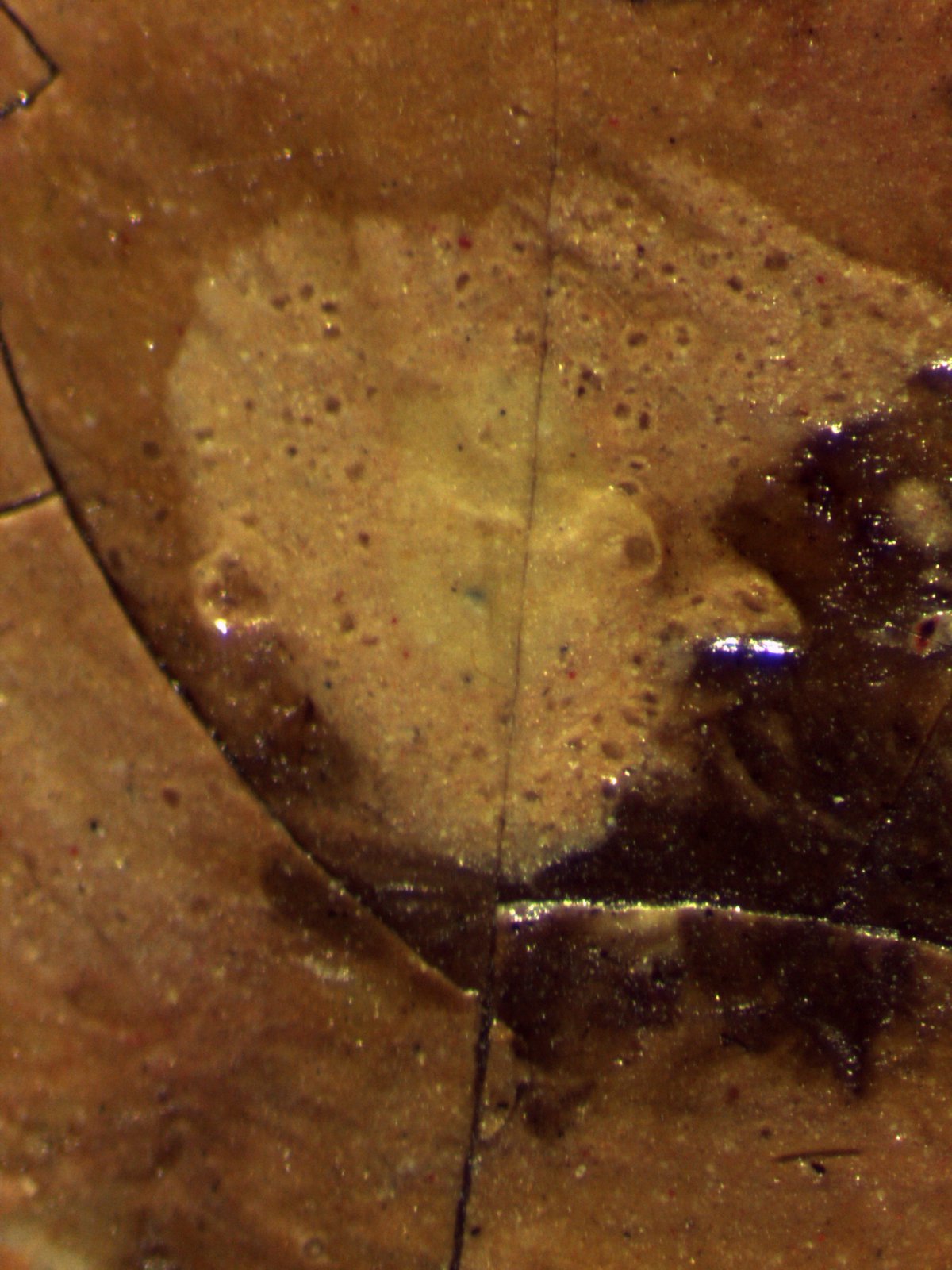 Sandon Hall Cuyp tr microscoop gezicht rechts na vernisafname neus grootste vergroting 4-2020.jpg