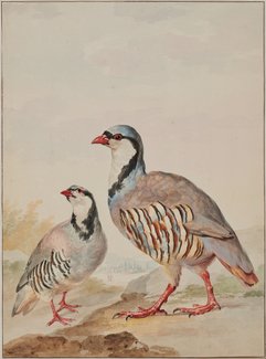 Twee steenpatrijzen