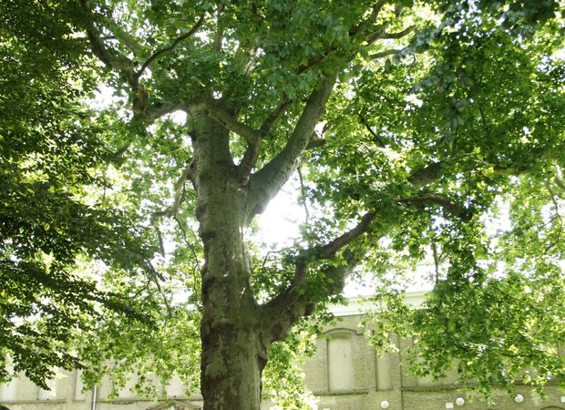 Museumtuin met bijzondere oude bomen en terras